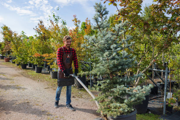 How Our Tree Care Process Works  in  Sebastian, TX